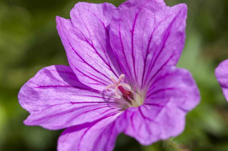 Geranium 'Blushing Turtle®'