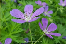 Geranium collinum 'Nimbus'