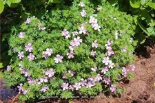 Geranium sanguineum 'Pink Pouffe'®