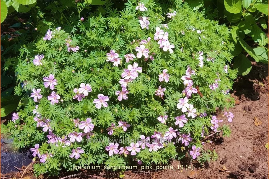Geranium sanguineum 'Pink Pouffe'®