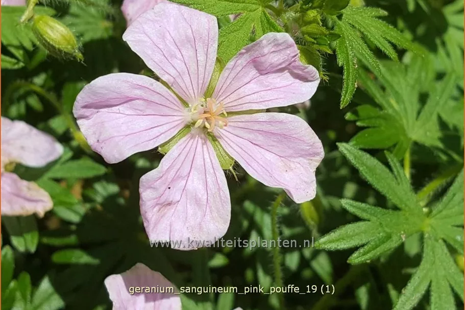 Geranium sanguineum 'Pink Pouffe'®