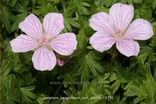 Geranium sanguineum 'Pink Pouffe'®