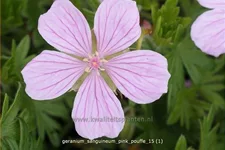 Geranium sanguineum 'Pink Pouffe'®