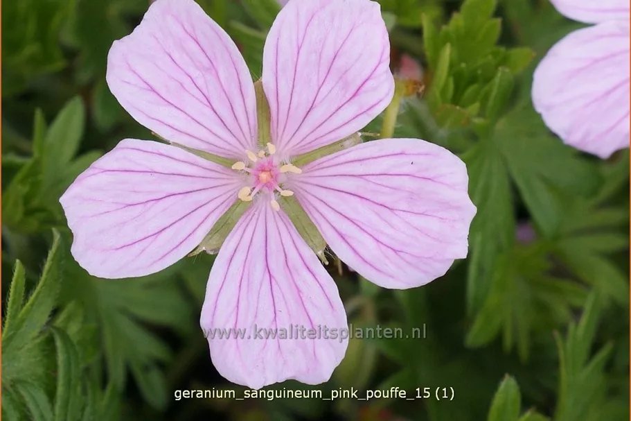 Geranium sanguineum 'Pink Pouffe'®