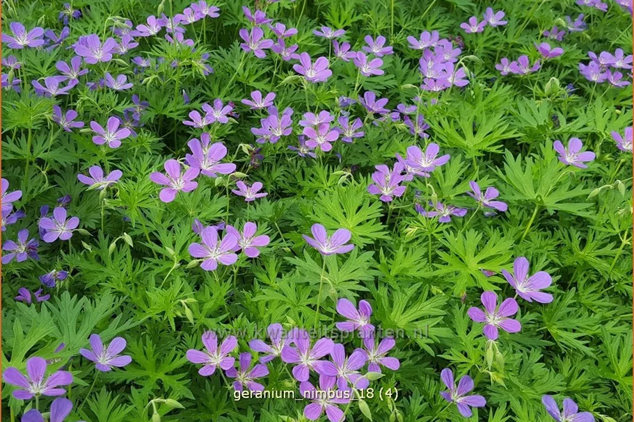 Geranium collinum 'Nimbus'