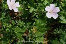 Geranium sanguineum 'Pink Pouffe'®