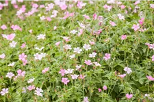 Geranium sanguineum 'Pink Pouffe'®