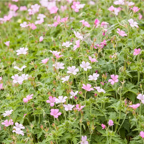 Geranium sanguineum 'Pink Pouffe'®