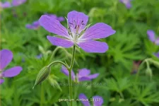 Geranium collinum 'Nimbus'
