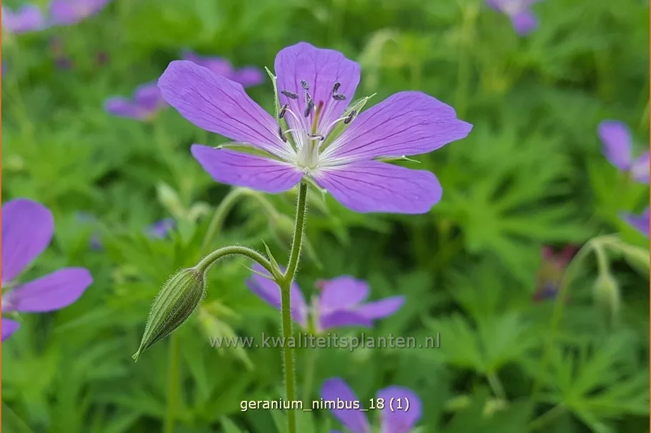 Geranium collinum 'Nimbus'