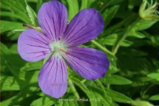 Geranium collinum 'Nimbus'