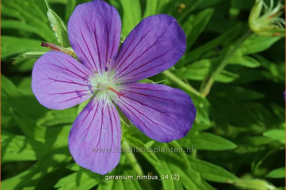 Geranium collinum 'Nimbus'