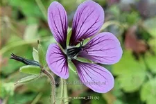 Geranium 'Salome'