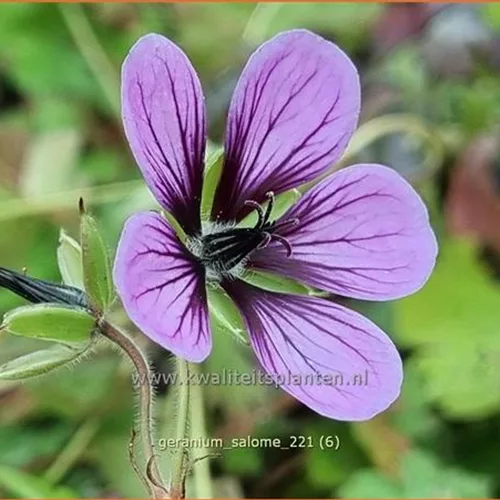 Geranium 'Salome'