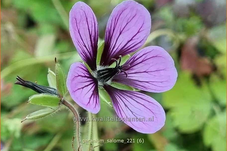 Geranium 'Salome'