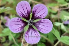 Geranium 'Salome'