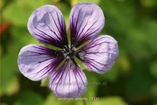 Geranium 'Salome'