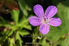 Geranium 'Salome'