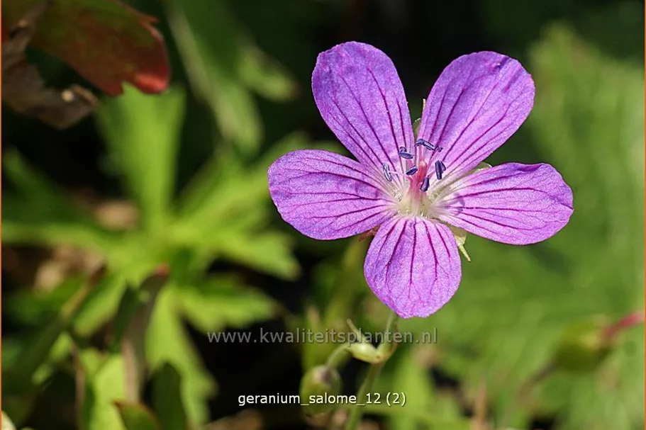 Geranium 'Salome'