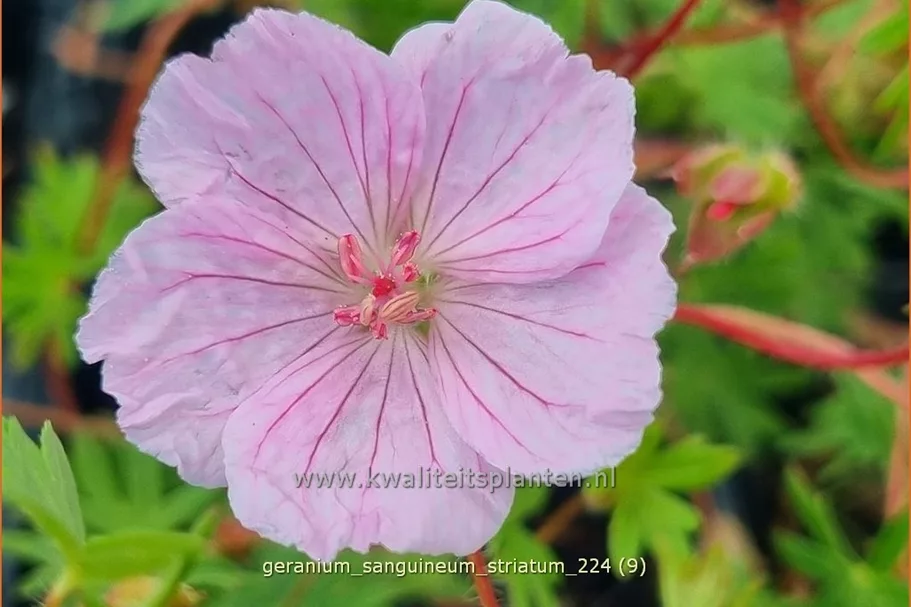 Geranium sanguineum var. striatum