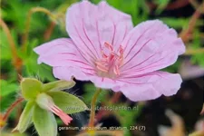 Geranium sanguineum var. striatum