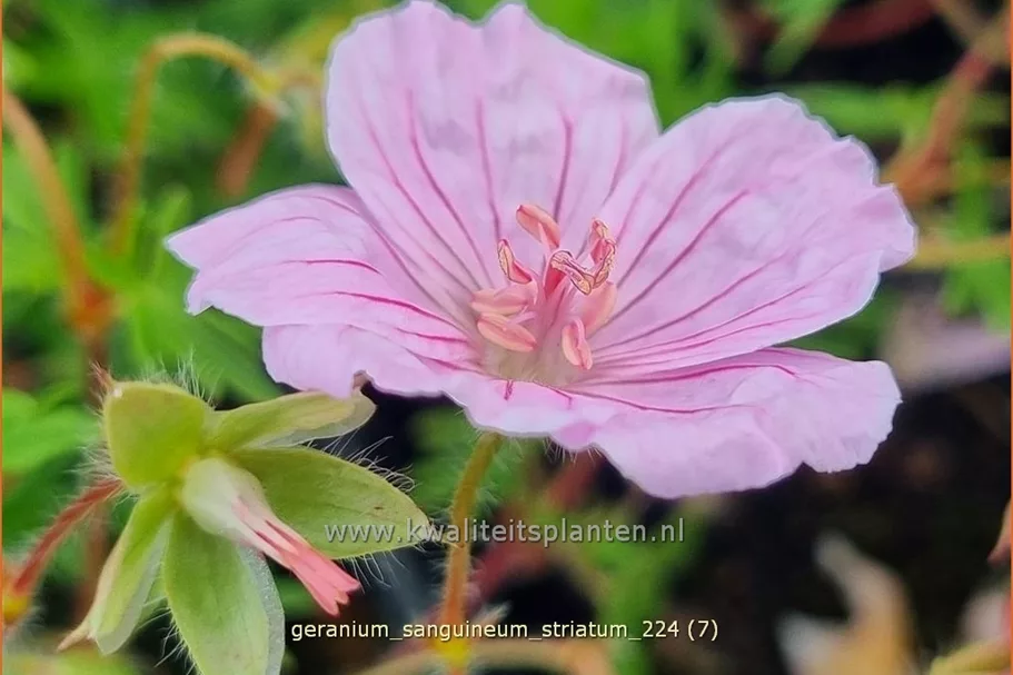 Geranium sanguineum var. striatum