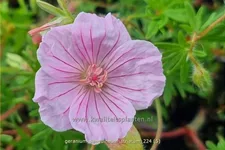 Geranium sanguineum var. striatum