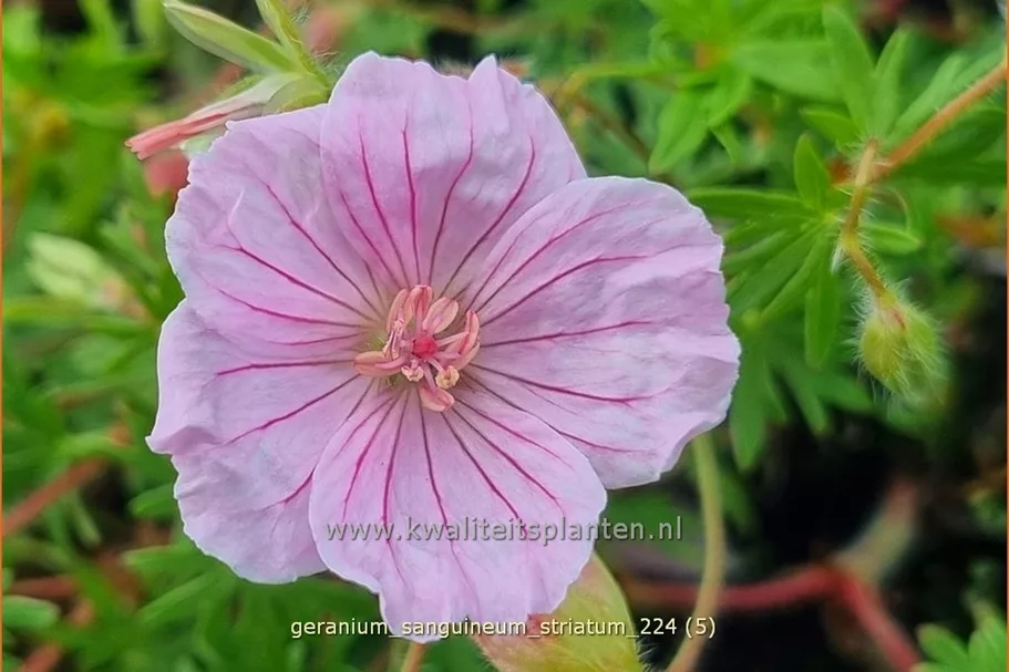 Geranium sanguineum var. striatum