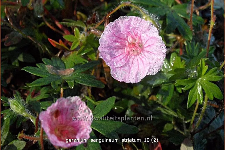 Geranium sanguineum var. striatum