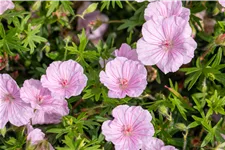 Geranium sanguineum var. striatum