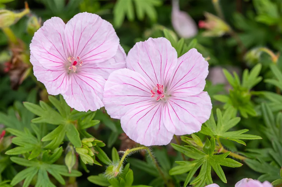 Geranium sanguineum var. striatum