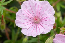 Geranium sanguineum var. striatum