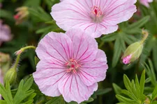 Geranium sanguineum var. striatum