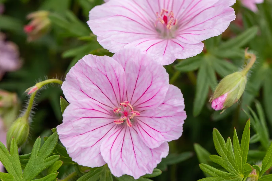 Geranium sanguineum var. striatum