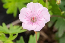 Geranium sanguineum var. striatum