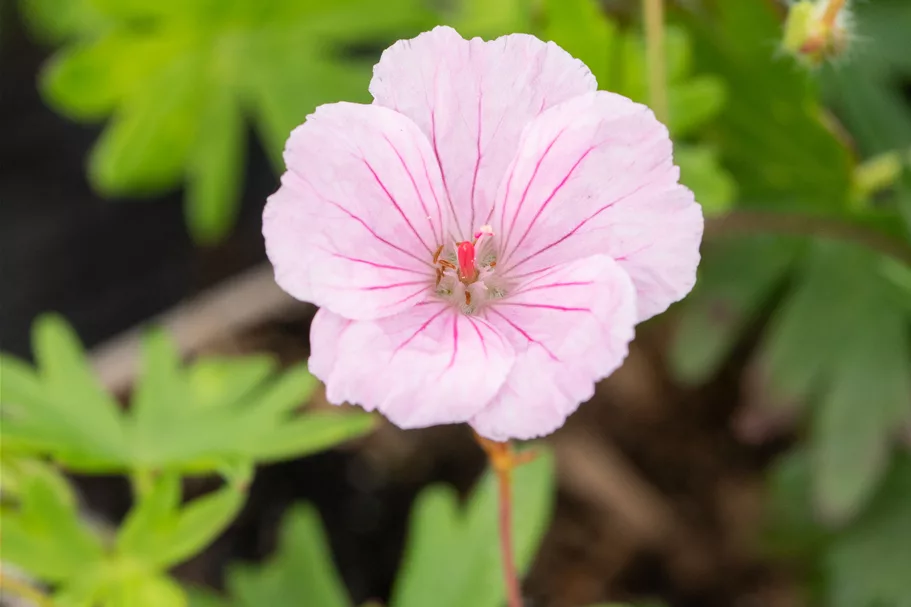 Geranium sanguineum var. striatum