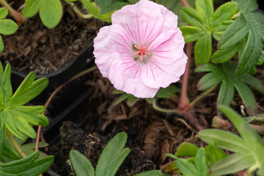 Geranium sanguineum var. striatum