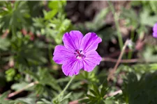Geranium sanguineum 'Tiny Monster'