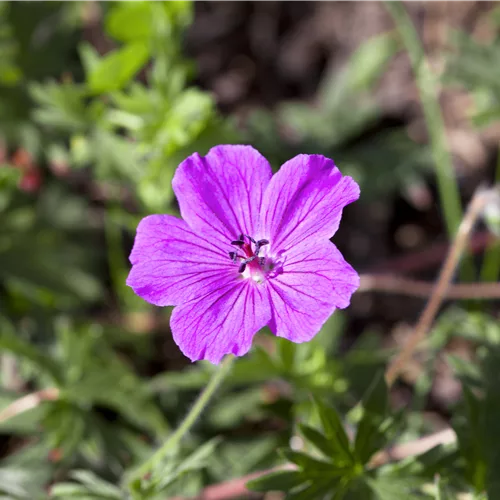 Geranium sanguineum 'Compactum'