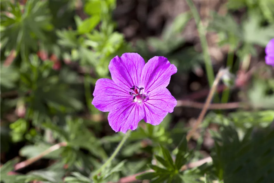 Geranium sanguineum 'Tiny Monster'