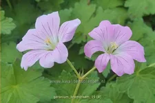 Geranium 'Bremdream'