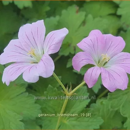 Geranium 'Bremdream'