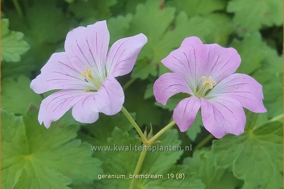 Geranium 'Bremdream'