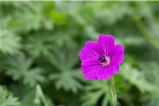 Geranium sanguineum 'Tiny Monster'