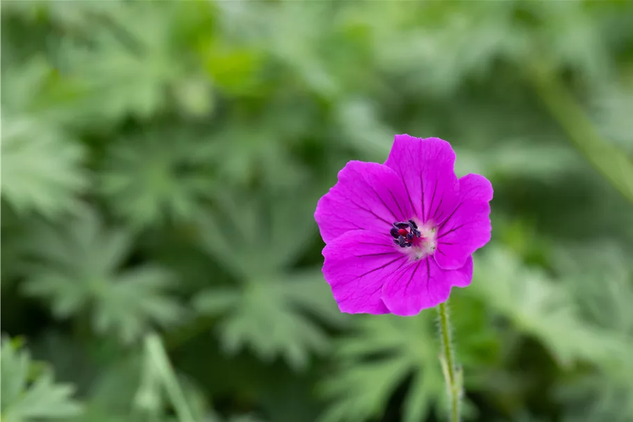 Geranium sanguineum 'Tiny Monster'