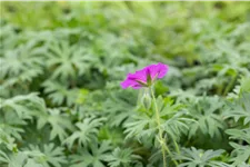Geranium sanguineum 'Tiny Monster'