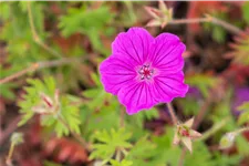 Geranium sanguineum 'Tiny Monster'
