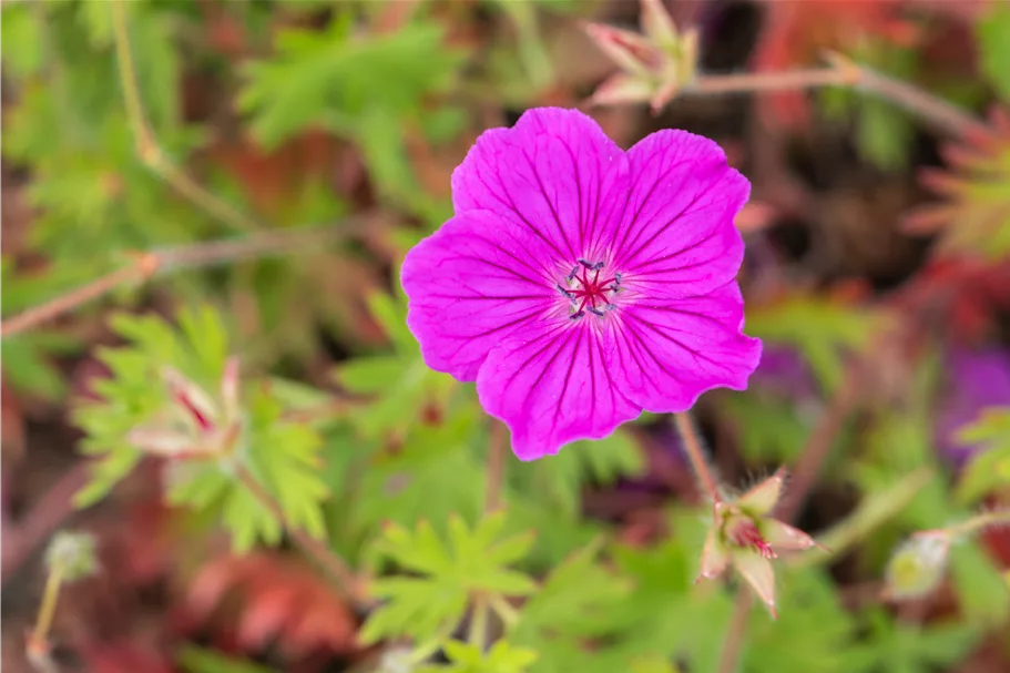 Geranium sanguineum 'Tiny Monster'