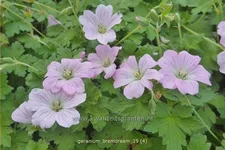 Geranium 'Bremdream'