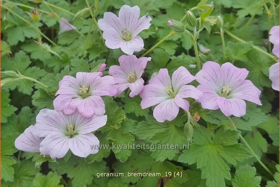Geranium 'Bremdream'